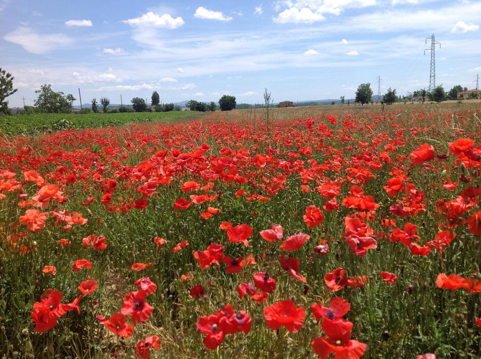 코르토나 Fattoria Le Giare Agriturismo 빌라 외부 사진